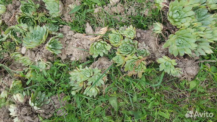 Молодило каменная роза