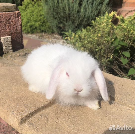 Кролик декоративный вислоухий