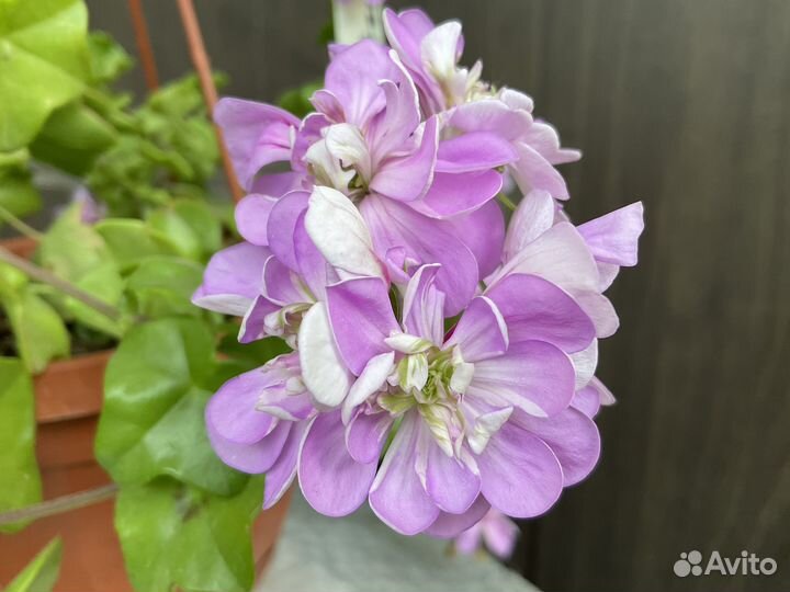 Пеларгония