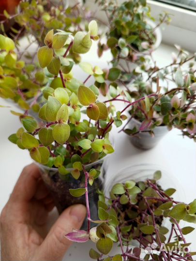 Комнатные растения