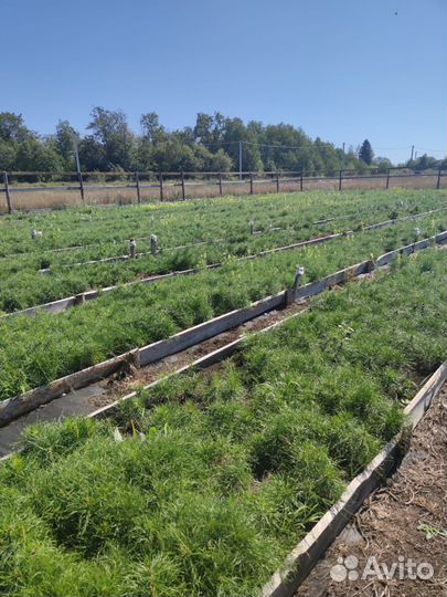 Сеянцы ели европейской зкс оптом