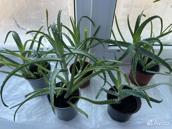 Алоэ столетник