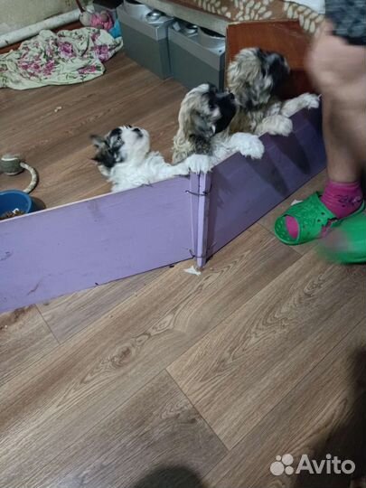 Щенки мальтийской болонки