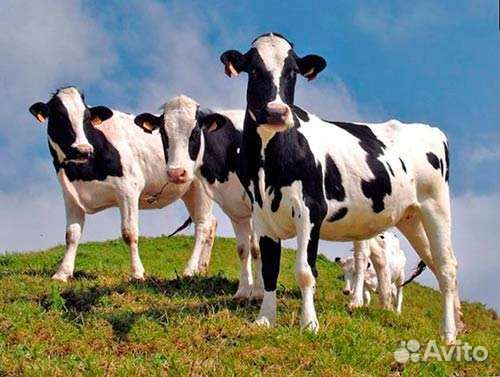 Телка голштинской породы стельная