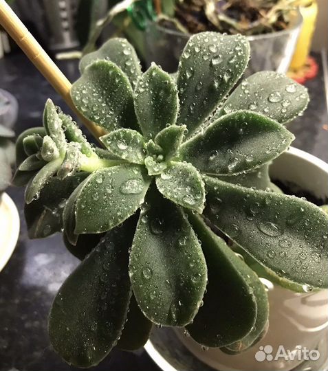 Суккуленты