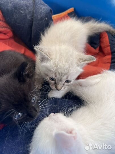 Котята 2 мес