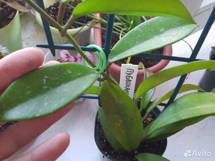 Хойя на срез