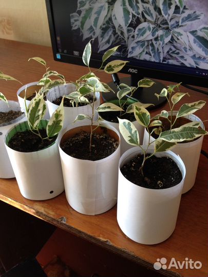 Комнатные растения цветы Фикус Бенджамина Старлайт