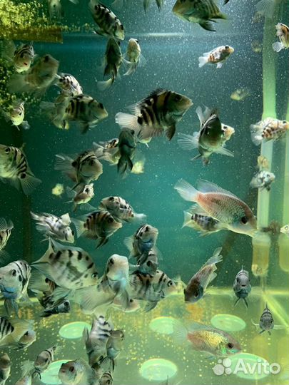 Аквариумные рыбки. Сапфировый попугай