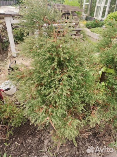 Многолетники