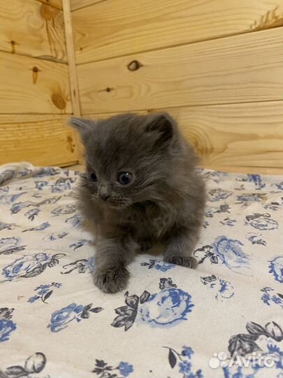 Шотландская