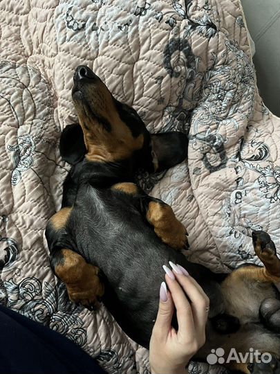 Вязка кобель минитакса