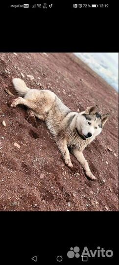 Собаки щенки