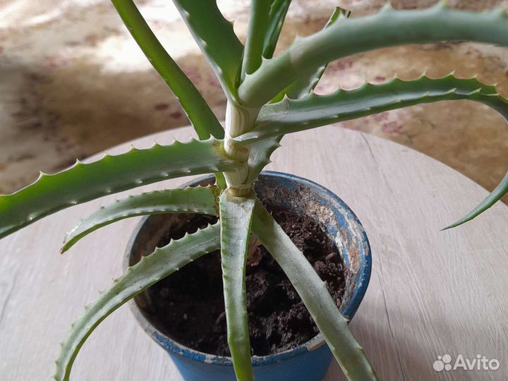 Алоэ столетник