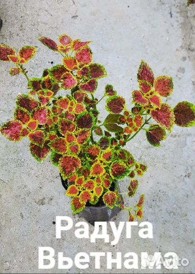 Колеусы укорененные