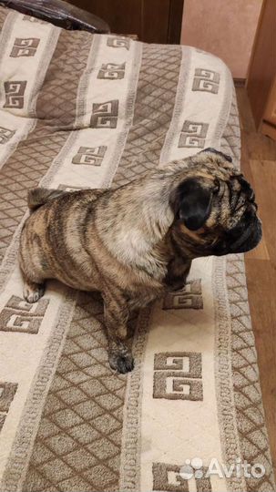 Мопс тигровый