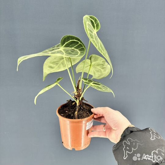 Антуриум Форгетти