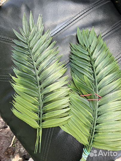 Папоротник