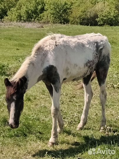 Продам кобылку