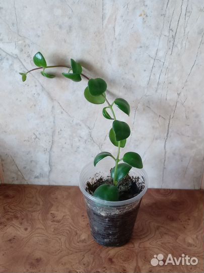 Эсхинантус