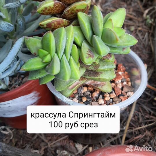 Суккуленты листья-детки