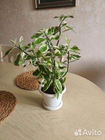 Цветы Педилантуса