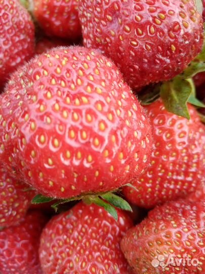 Земклуника, виктория