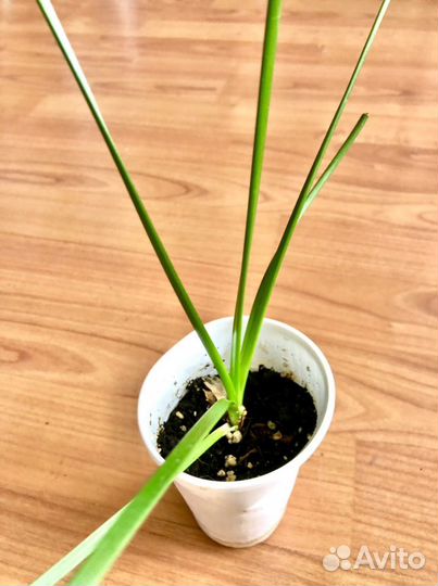 Зефирантес белый (выскочка)