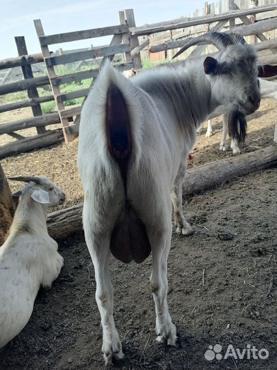 Продается зааненский козел