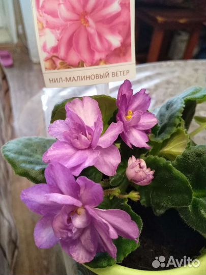 Фиалки продажа