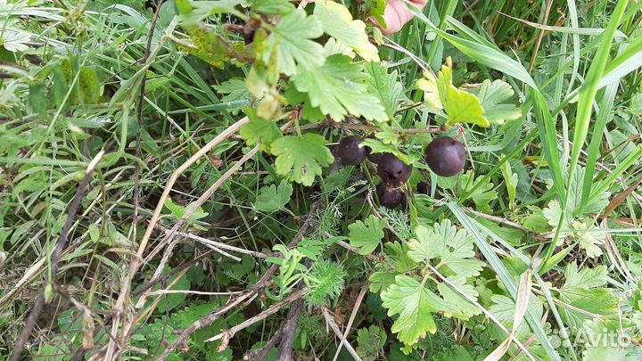 Крыжовник 2 сорта
