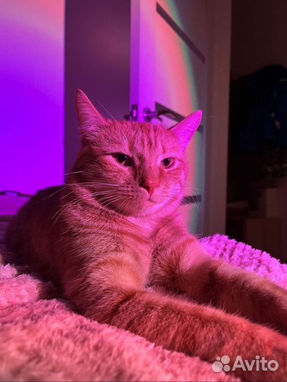 Светодиодные лампы