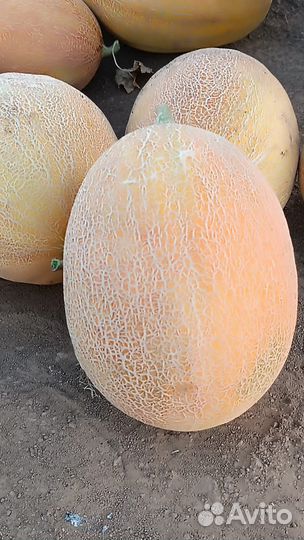 Дыня Амал. кредо. Голди