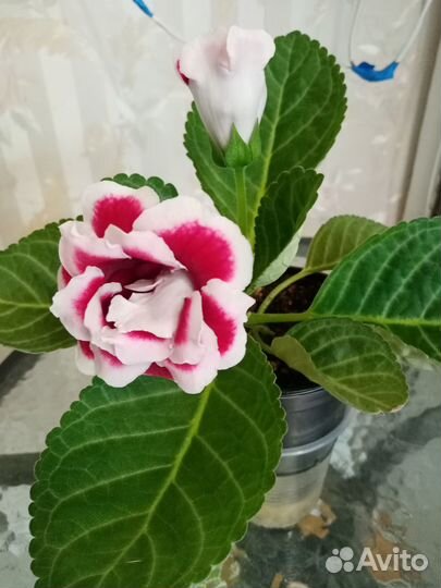 Глоксинья цветущая