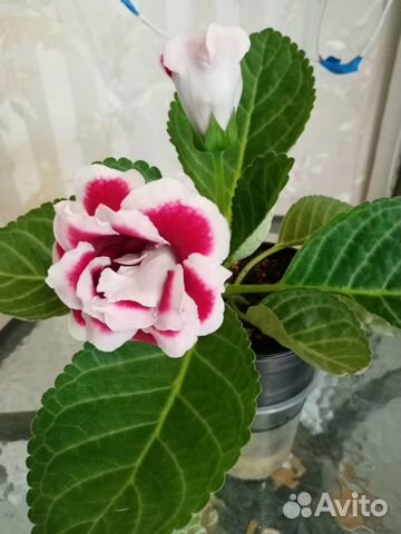 Глоксинья цветущая