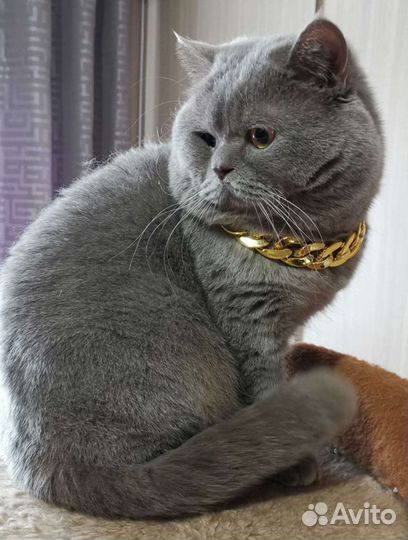 Вязка с клубным котом Шотландским прямоухим