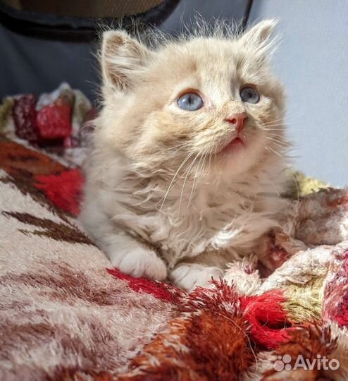 Черный мальчик и пушистая девочка котята