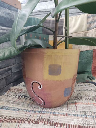 Фикус каучуконосный