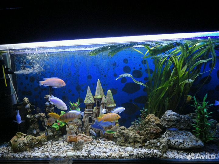 Чистка и обслуживание аквариума