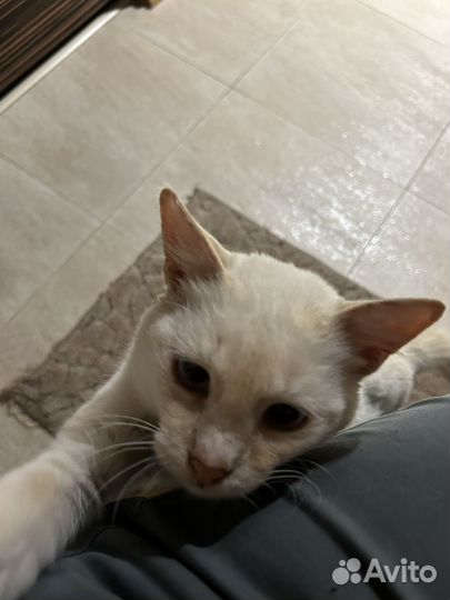 Кошка в дар