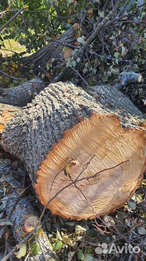 Липовые кряжи для творчества и деревянных изделий