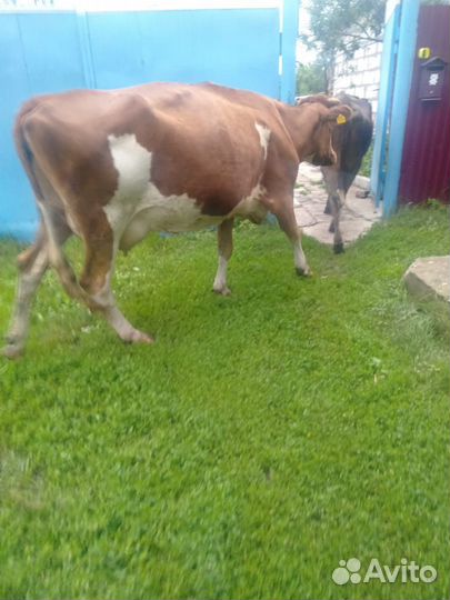 Корова симментальской породы