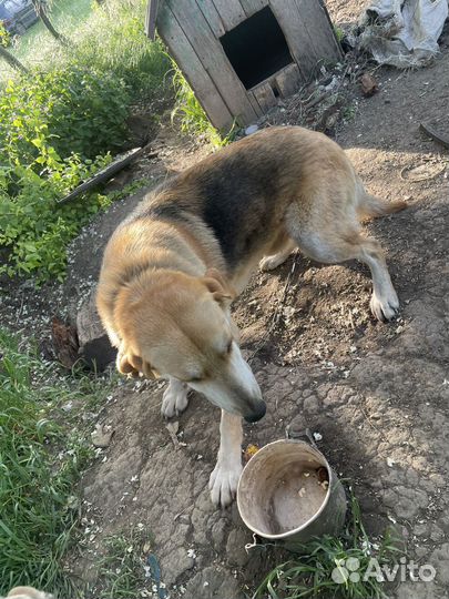 Русская гончая