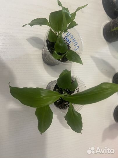 Спатифиллум беллини пинк - женское счастье