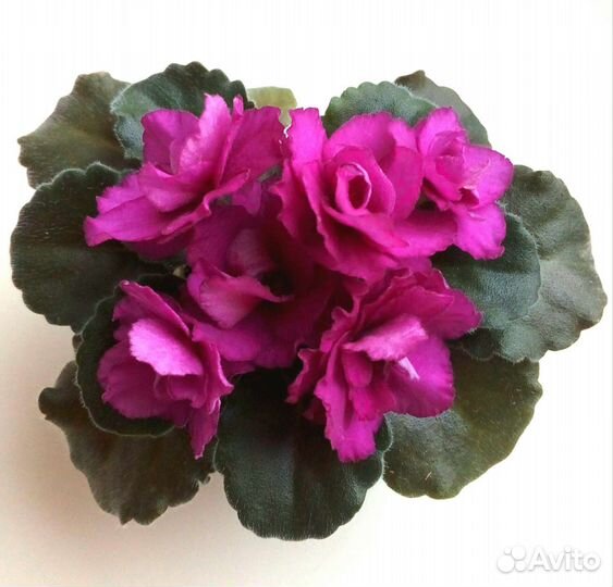 Листы сортовых мини фиалок