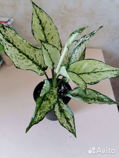 Аглаонема престиж