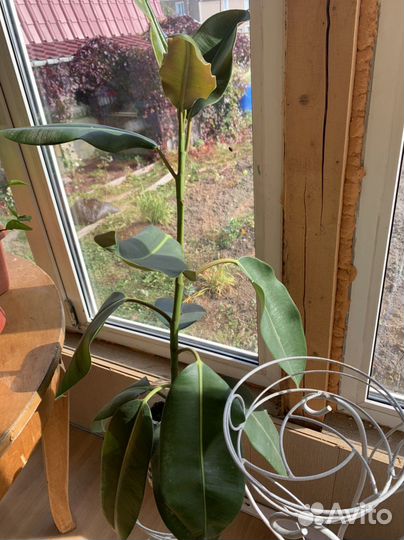 Цветы комнатные