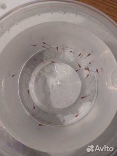 Мальки гуппи