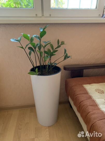 Замиокулькас