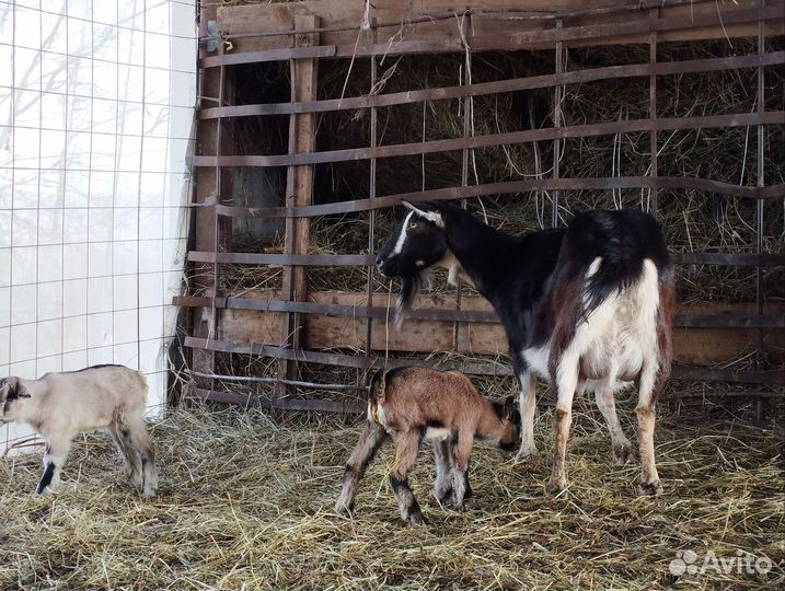 Козы, козёл